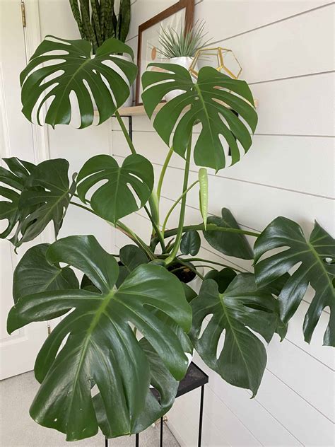 monstera plant 中文